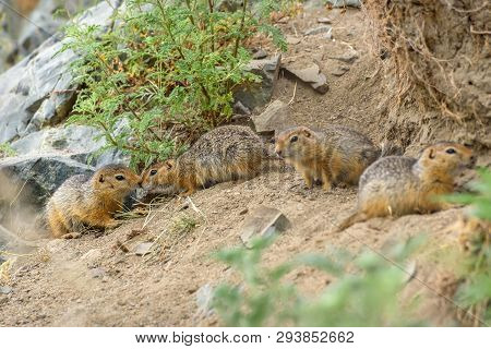 Two Cute Gophers Rub Their Noses In The Company Of Other Gophers Near Their Hole In The Grass And St