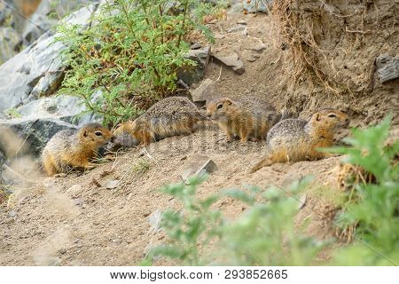 Two Cute Gophers Rub Their Noses In The Company Of Other Gophers Near Their Hole In The Grass And St