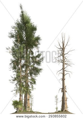 Trees Of The Mesozoic Era Isolated On White Background 3d Illustration