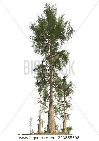 Trees Of The Mesozoic Era Isolated On White Background 3d Illustration