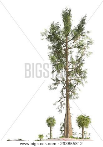 Trees Of The Mesozoic Era Isolated On White Background 3d Illustration