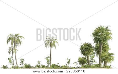 Trees Of The Mesozoic Era Isolated On White Background 3d Illustration