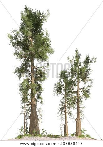 Trees Of The Mesozoic Era Isolated On White Background 3d Illustration