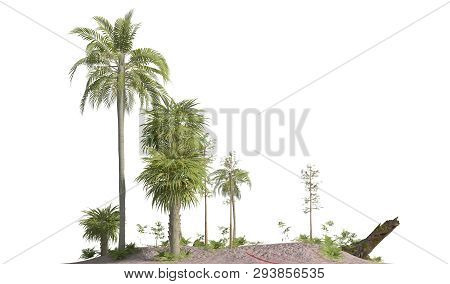 Trees Of The Mesozoic Era Isolated On White Background 3d Illustration