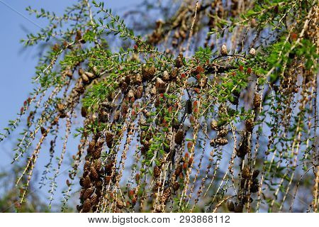 Pre Stage To Fir Cones Or Spruce Cones (picea Abies), Early Spring. Macro Photography Of Nature.