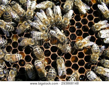 A Dense Cluster Of Swarms Of Bees In The Nest. Working Bees, Drones And Uterus In A Swarm Of Bees. H