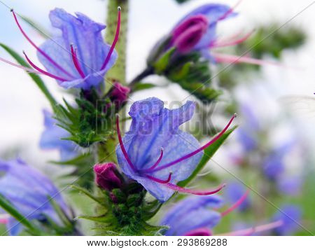 Echium Vulgare, Viper's Bugloss, Blueweed. Collect Pollen In The Meadow. Detailed Image Of The Bee C