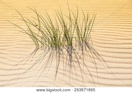 Grass Growing Through Image & Photo (Free Trial) | Bigstock