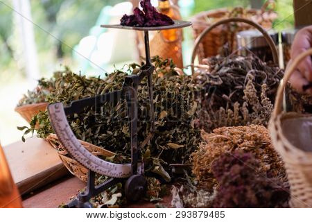 herbalist gardender  small business owner picking gathering fresh herbs for alternative medicine tea and poutting on balance