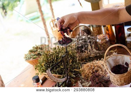 herbalist gardender  small business owner picking gathering fresh herbs for alternative medicine tea and poutting on balance