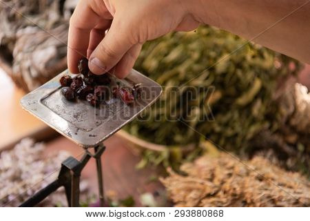herbalist gardender  small business owner picking gathering fresh herbs for alternative medicine tea and poutting on balance