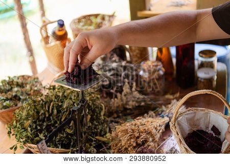 herbalist gardender  small business owner picking gathering fresh herbs for alternative medicine tea and poutting on balance