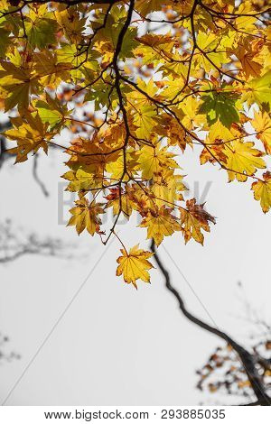 Yellow Glowing Maple Leaves - Chugushi, Nikko, Japan