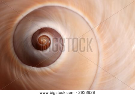 Gwiazda