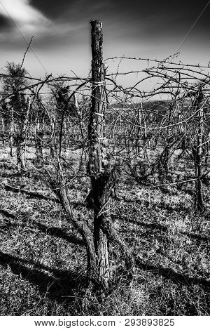 Vintage Vineyards In Vicenza Taken In Black And White