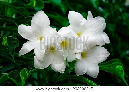 Plumeria Pudica Jacq On Tree In Garden