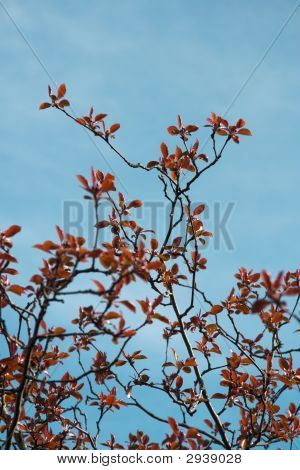Foglie rosse.