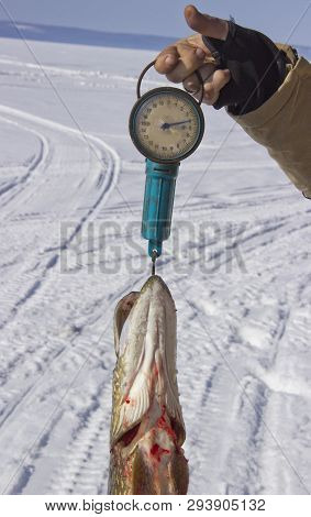 Large Freshly Caught Fish At The Weigh-in