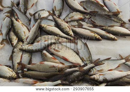Freshly Caught Fish Lying On The Snow