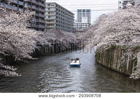 April 02, 2019, Tokyo, Japan - Visitors On A Boat Enjoy The View Of Cherry Blossoms Along Nakameguro