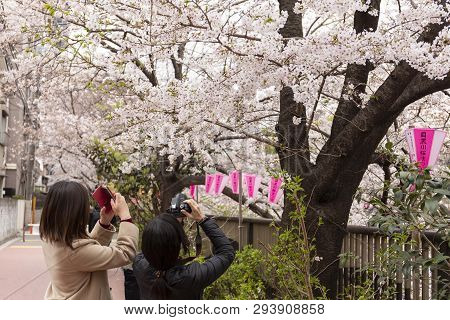 April 02, 2019, Tokyo, Japan - Visitors Take Pictures Of Cherry Blossoms In Nakameguro River.