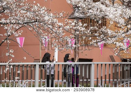 April 02, 2019, Tokyo, Japan - Visitors Take Pictures Of Cherry Blossoms In Nakameguro River.