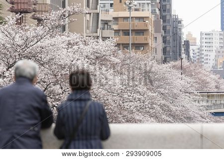 April 02, 2019, Tokyo, Japan - Visitors Enjoy The Cherry Blossoms In Nakameguro River.