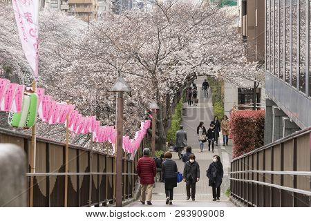 April 02, 2019, Tokyo, Japan - Visitors Enjoy The Cherry Blossoms In Nakameguro River.