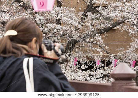 April 02, 2019, Tokyo, Japan - A Woman Takes A Picture Of Cherry Blossoms In Nakameguro River.