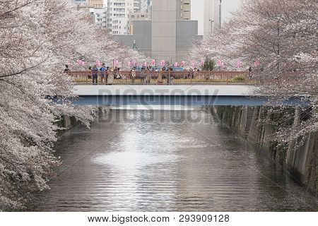 April 02, 2019, Tokyo, Japan - Visitors Enjoy The Cherry Blossoms In Nakameguro River.