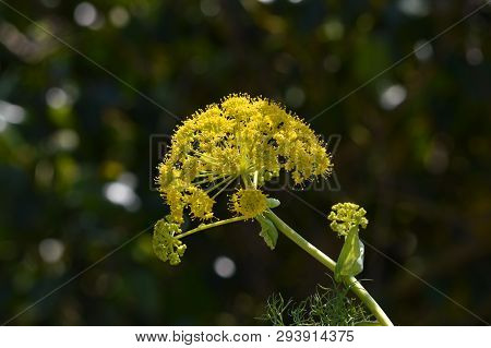 Close-up Of A Giant Fennel Flower Head, Nature, Macro