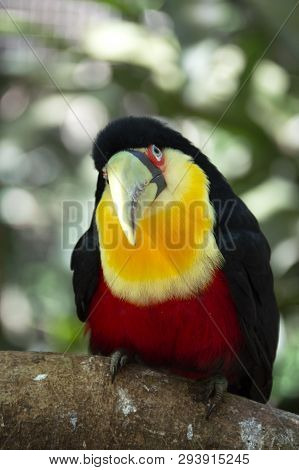 Geen-billed Toucan Or Red-breasted Toucan With Questioning Glance