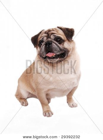 สุนัขยังมีตลกที่แยก