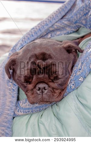 A Woman Holds A Black Pug Sleeping On Her Arms Covered With A Scarf Tippet From Freeze. Caring For A