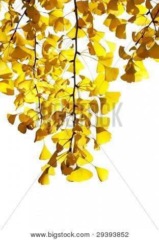 folhas douradas de maidenhair tree