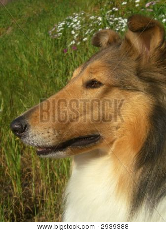Mokka