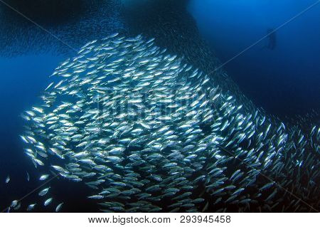 Sardine Run In Moalboal, With Diver To The Right. Cebu, Philippines
