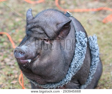 Vietnamese Black Pot Bellied Pig Portrait , Closeup