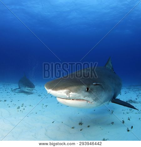 Tiger Sharks Approaching Over Sand Bottom, One Very Close. Tiger Beach, Bahamas