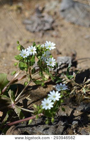 Close-up Of Common Chickweed Flowers, Stellaria Media, Nature, Macro