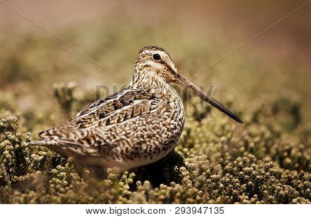 Close Up Of A South American Snipe In Wetlands