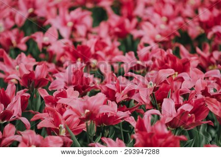Filtered Imege Of Amazing Red Tulip Flowers In A Spring Garden