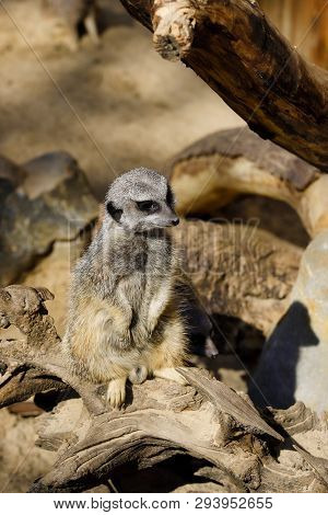 Full Body Of Standing Wild African Meerkat (suricatta). Photography Of Nature And Wildlife.