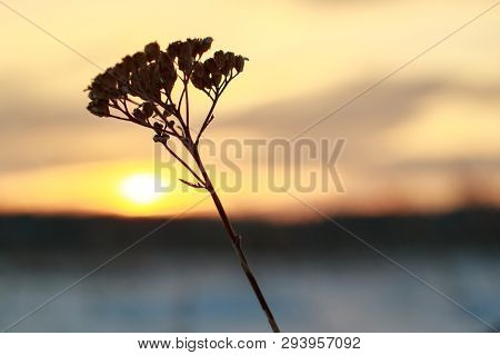 Dry Blade Of Grass Against The Setting Sun In Winter, The Sun To The Left Of The Blade Of Grass