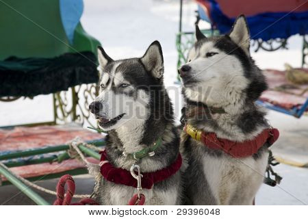 perros de trineo