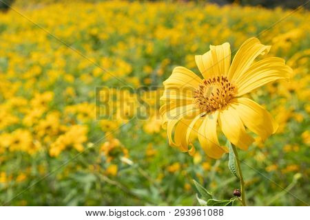 Landscape Of Yellow Flower Field.tree Marigold Or Maxican Sunflower Field (dok Buatong In Thai ) At