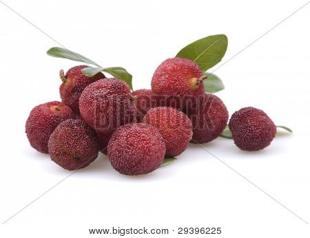 arbutus
