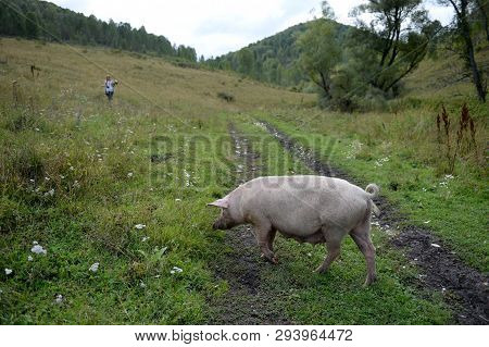 Pigs In The Vicinity Of The Village Generalka Altai Territory