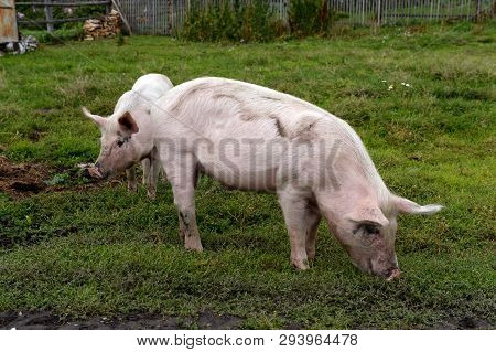 Pigs In The Vicinity Of The Village Generalka Altai Territory