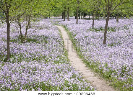 通过花场污垢路径